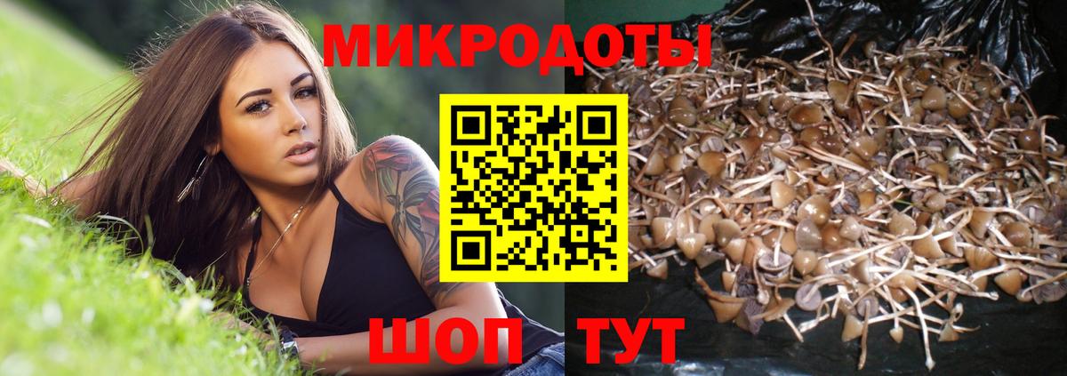 Галлюциногенные грибы Psilocybine cubensis Сарапул